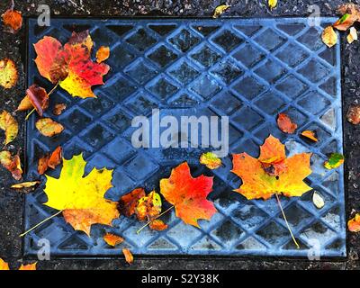 Autumn leaves on a drain inspection cover Stock Photo