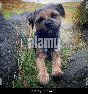 Border Terrier... Stock Photo