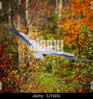 Great blue heron in flight Stock Photo