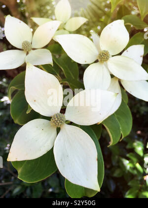 Kousa dogwood tree flowers in bloom in an outdoor woodland environment. Focus on foreground. Stock Photo