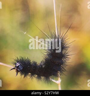 Giant leopard moth caterpillar Stock Photo