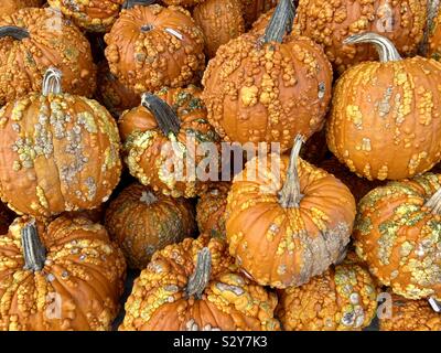 Bumpy lumpy pumpkins Stock Photo
