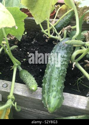Prickly cucumbers Stock Photo