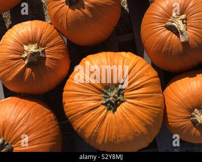 Pumpkins Stock Photo