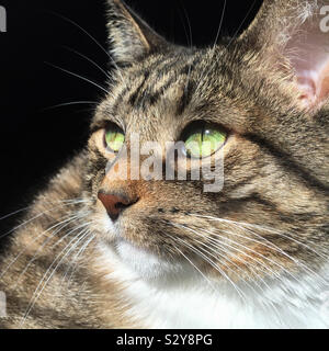 A female short haired brown colored tabby cat is enjoying her time basking in the bright warm sunlight streaming in from a nearby window. Stock Photo