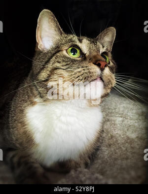 A female short haired brown and white colored tabby cat with green colored eyes is looking upwards as she watches a kitty toy. Stock Photo