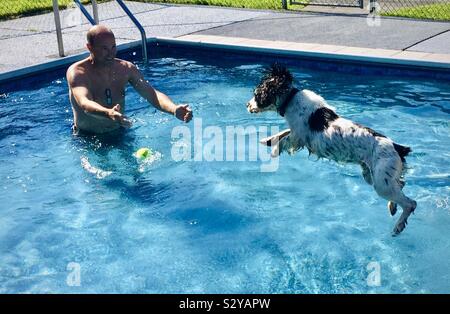 Pool fun with a Springer Spaniel. Stock Photo