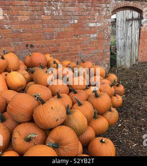 Pumpkins pile at wall on farm Stock Photo - Alamy