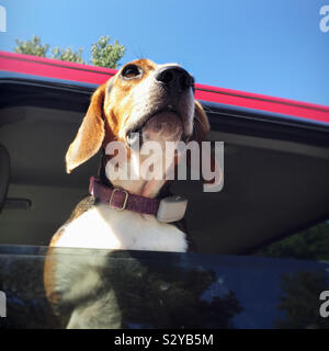 A male tricolored beagle is out for a truck ride and enjoying a hot summer afternoon with its head hanging out of the window. Stock Photo