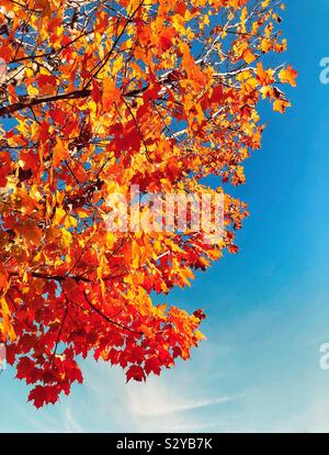 Maple tree autumn leaves brightly illuminated by morning sun against blue sky Stock Photo