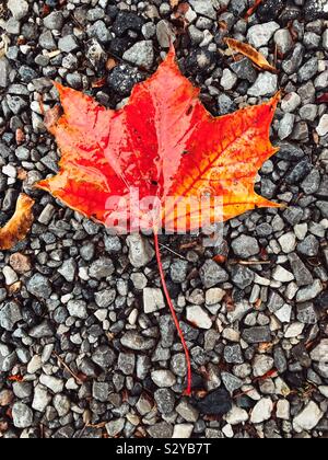 Wet red and yellow maple leaf on stones Stock Photo