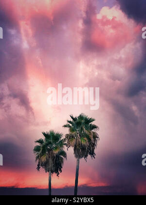 Two palm trees against a dramatic pink cloudy sky Stock Photo