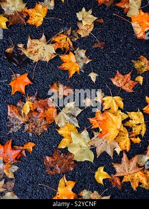 Fallen autumnal leaves on an asphalt (tarmac) base. The season of autumn is in full swing. Winter is on the way. Photo © COLIN HOSKINS. Stock Photo
