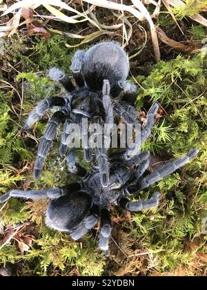 Brazilian black tarantulas pair   (Grammostola Pulchra) Stock Photo