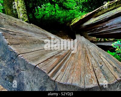Old growth Stock Photo