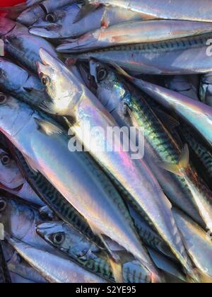 Freshly caught mackerel on a Cornish quayside Stock Photo