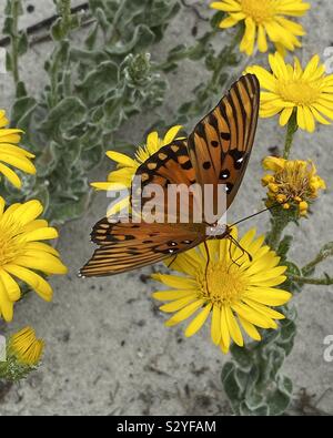 Orange Gulf Fritillary butterfly closeup on yellow daisy flowers growing in white sand on the beach Stock Photo
