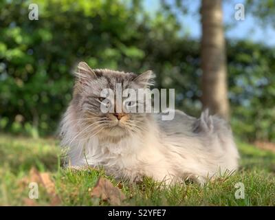 Reuben is our Neva Masquerade (Siberian) Cat - his origins are from the Neva River in Russia and he absolutely loves water Stock Photo