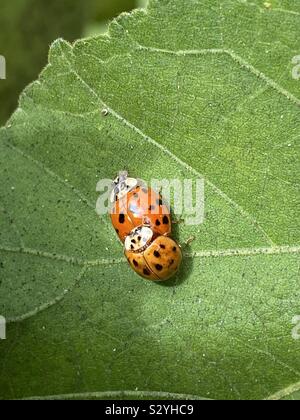 Two ladybugs closeup on a green leaf Stock Photo