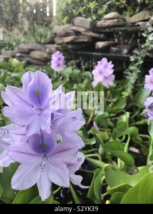 Purple water hyacinth in back yard pond Stock Photo