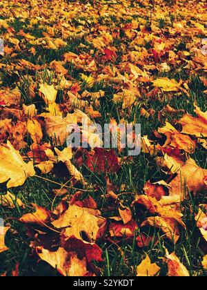 Autumn leaves on the ground Stock Photo