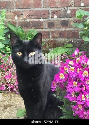 Brilliant flower garden, Black cat, A little black cat goes with
