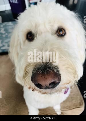 A white labradoodle dog looking at camera. Stock Photo
