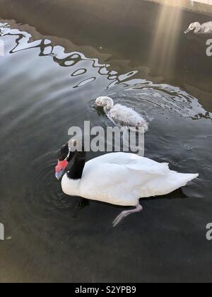 Baby swans with its mother. They later will gris to be beautiful swans while they just look like ugly ducks. ? sunshine touches the lake and beautiful wave made by little baby swan learning to swim. Stock Photo