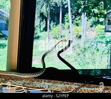 Painted Bronzeback snake in northern Thailand. Stock Photo