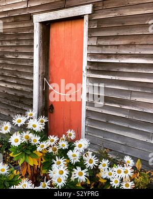 Daisies by a door at the Richard Sparrow House, the oldest wooden house still standing in the town of Plymouth, Massachusetts, USA. RIchard Sparrow built the house around 1640. Stock Photo