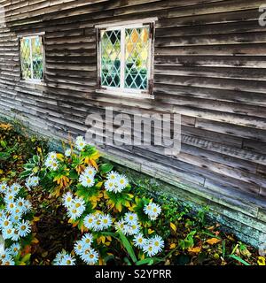 Daisies beside the Richard Sparrow House, the oldest wooden house still standing in the town of Plymouth, Massachusetts, USA. RIchard Sparrow built the house around 1640. Stock Photo