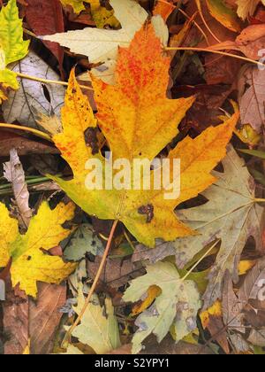 A multicolored maple leaf laying on the ground. Stock Photo