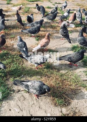 Group of pigeons enjoying the sunshine Stock Photo