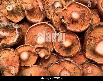 Saffron milk cap or red pine mushrooms (Lactarius deliciosus) Stock Photo