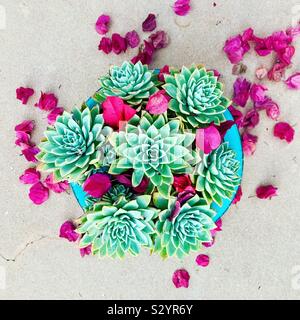 A colorful image of succulents surrounded by bright pink bougainvillea flowers. Stock Photo
