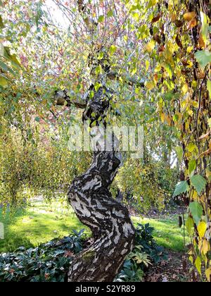 Young’s weeping birch tree in autumn in Silverton, Oregon, USA. Stock Photo