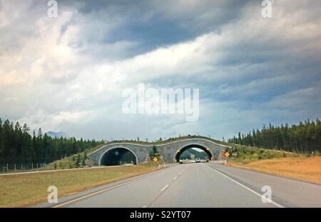 Wildlife overpass, Banff National Park, Alberta, Canada, on the TransCanada Highway, wilderness, wilds, forest, summer Stock Photo