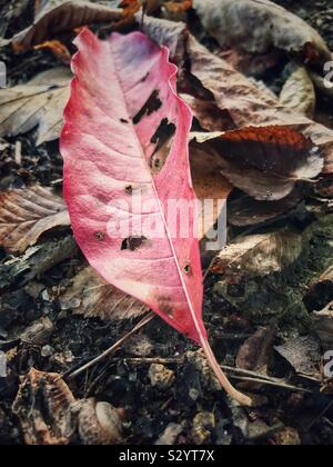 Red leaf on ground in autumn Stock Photo