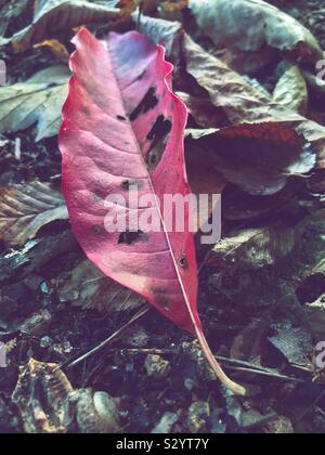 Dead leaf on ground in October Stock Photo