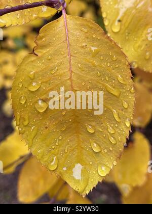 Yellow serrated leaf with rain drops, on the tree Stock Photo