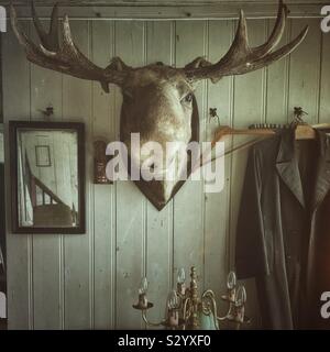 A moose head hunter’s trophy hanging on the wall in an old, abandoned farmhouse which has been empty for fifty years. Stock Photo