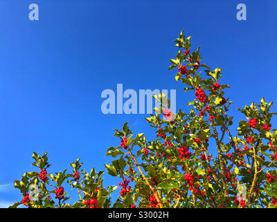 Holly berries against a blue sky, November. Stock Photo