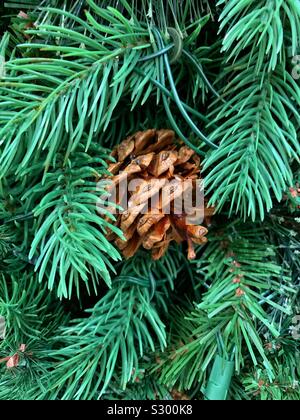Pine cone hidden in a pine tree as Christmas decor Stock Photo