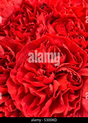 Beautiful fresh red carnations in full blossom Stock Photo