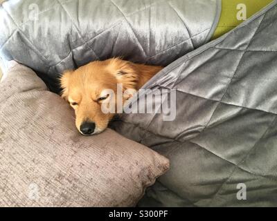 Sleeping cute golden dog under silver gray blanket. Dreaming so