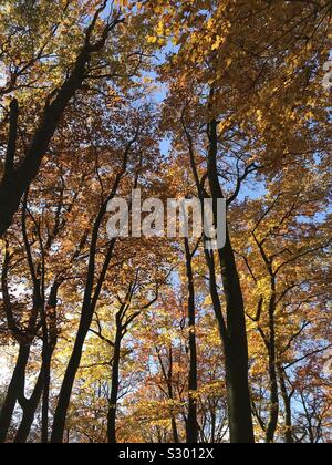 Beautiful autumn colours in the beechwood Stock Photo