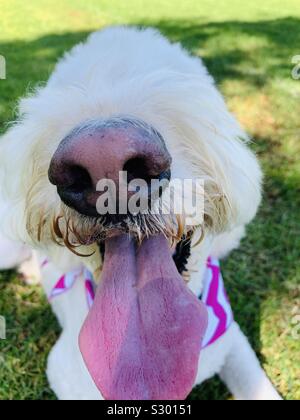 Close up of a dogs nose and tongue. Stock Photo