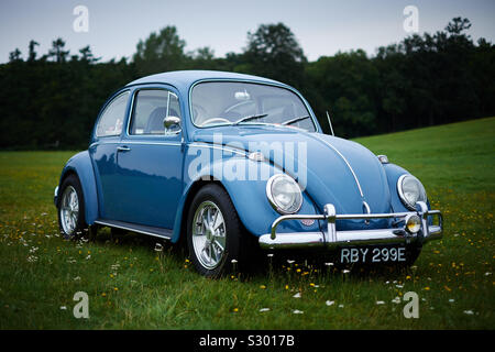 A classic baby blue and chrome Volkswagen VW Beetle car in a green field in show condition Stock Photo