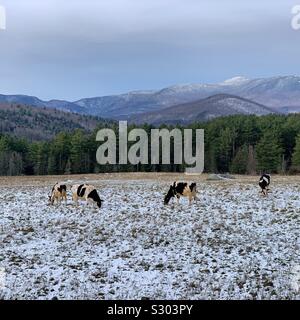 Cows in a snow-dusted field, mountains in the background, Warren, Vermont, United States Stock Photo