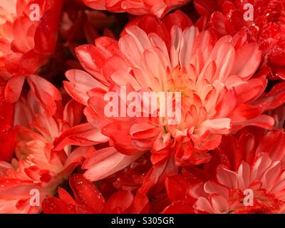 Beautiful fresh red carnations blossoms with glitter Stock Photo